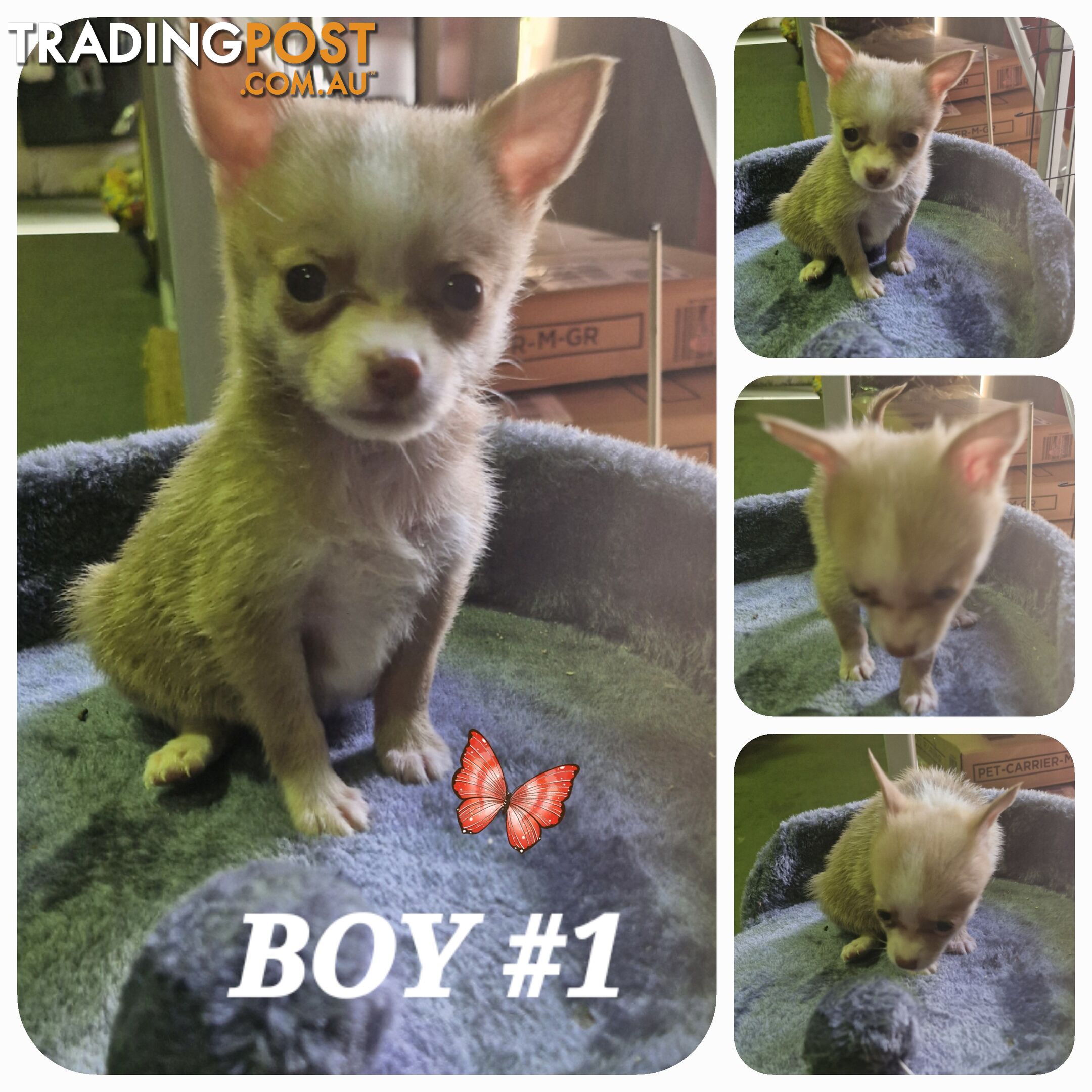 GORGEOUS TEACUP POMCHI PUPPIES