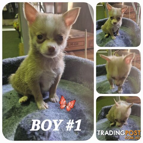 GORGEOUS TEACUP POMCHI PUPPIES