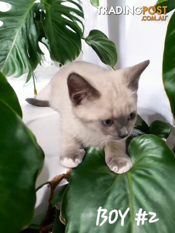 ADORABLE RAGDOLL X BIRMAN KITTENS