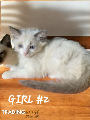 ADORABLE RAGDOLL X BIRMAN KITTENS