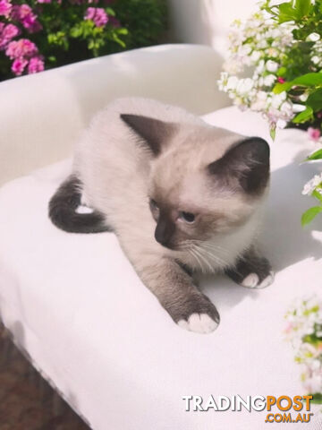 LAST ADORABLE RAGDOLL X BIRMAN KITTENS