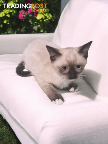 ADORABLE RAGDOLL X BIRMAN KITTENS