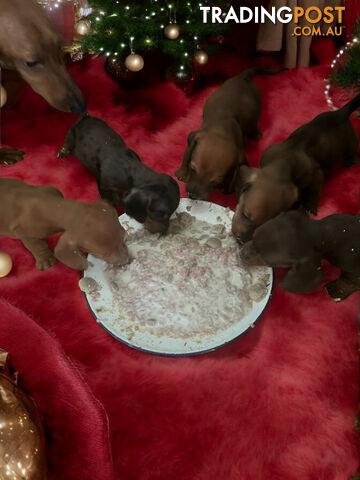 STUNNING  MINIATURE DACHSHUND PUPPIES 