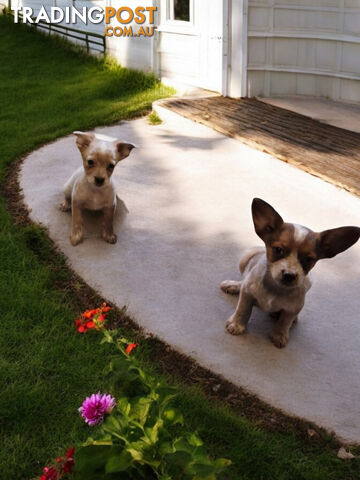 STUMPY CATTLE DOG X PUPPIES