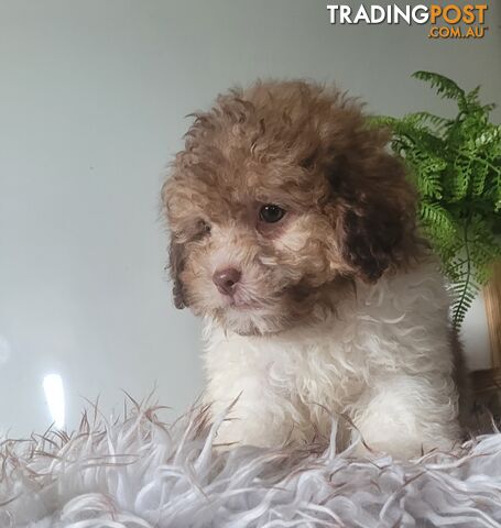 Moodle puppies for sale in Australia