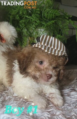 Toy poodle puppies 2024 for sale trading post