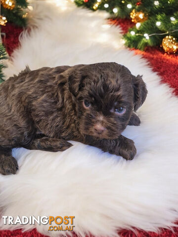 ADORABLE FLUFFY CHOCOLATE TOY SHOODLE PUPPIES COMING SOON!!! 