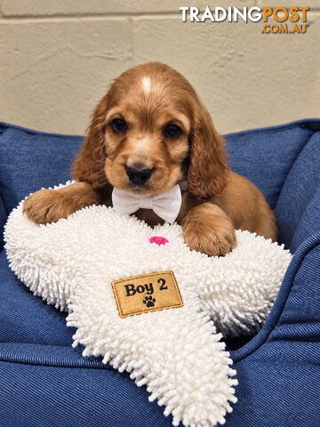  ADORABLE PUREBRED COCKERSPANIEL PUPPIES - photo 5 of 6