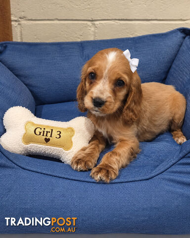 ADORABLE PUREBRED COCKERSPANIEL PUPPIES - photo 3 of 6