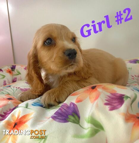 Cocker spaniel trading post 2025