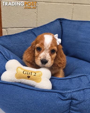 ADORABLE PUREBRED COCKERSPANIEL PUPPIES - photo 2 of 6