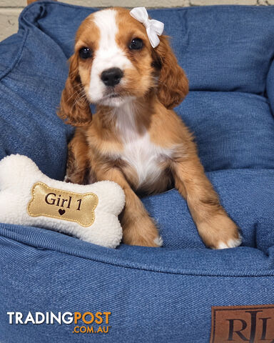 ADORABLE PUREBRED COCKERSPANIEL PUPPIES
