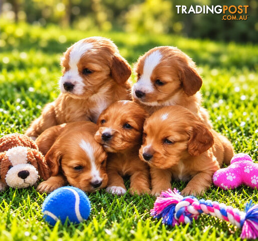 ADORABLE PUREBRED COCKERSPANIEL PUPPIES