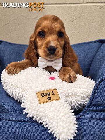 ADORABLE PUREBRED COCKERSPANIEL PUPPIES - photo 4 of 6