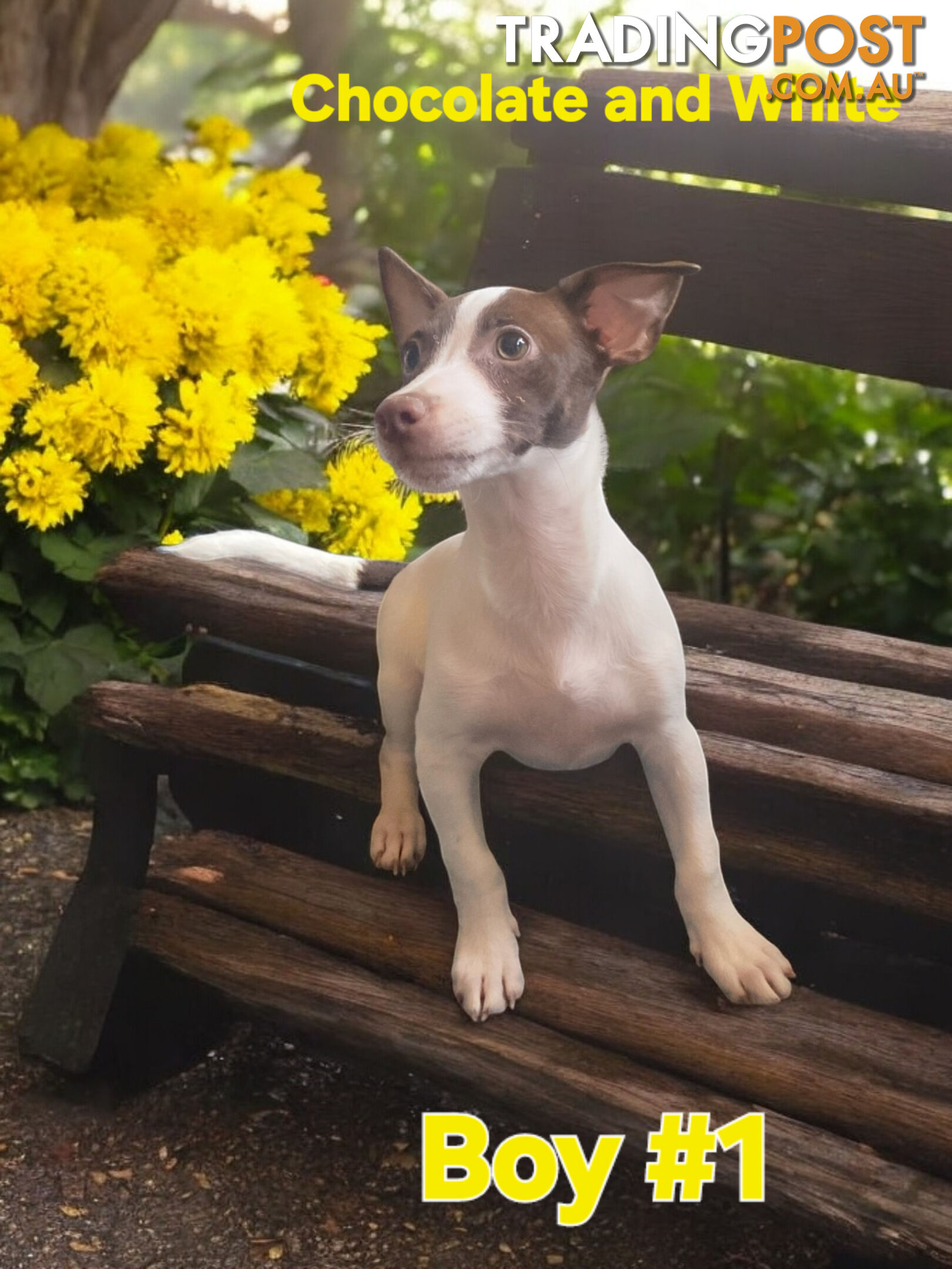 SPUNKY FOXY RUSSELL PUPPIES