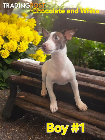 SPUNKY FOXY RUSSELL PUPPIES