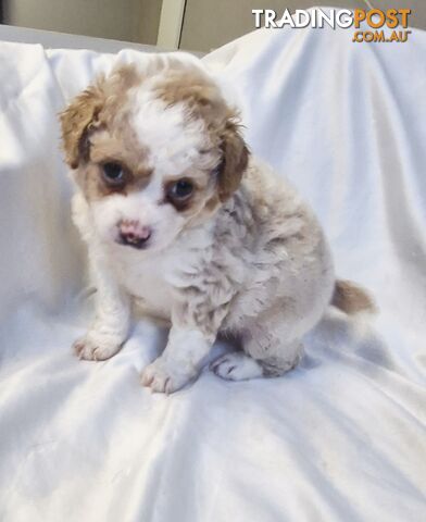 169 Puppies in Queensland