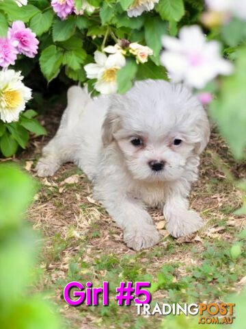 ADORABLE FLUFFY TINY MALTESE X SHIHTZU PUPPIES 