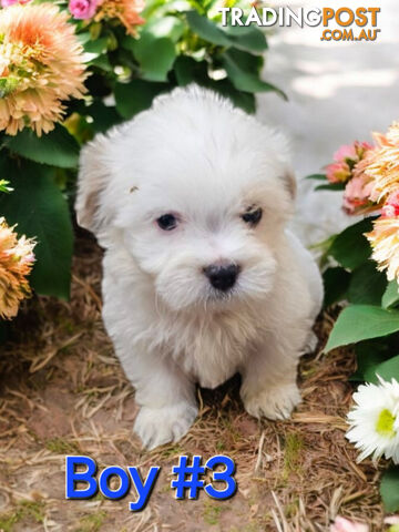 ADORABLE FLUFFY TINY MALTESE X SHIHTZU PUPPIES 