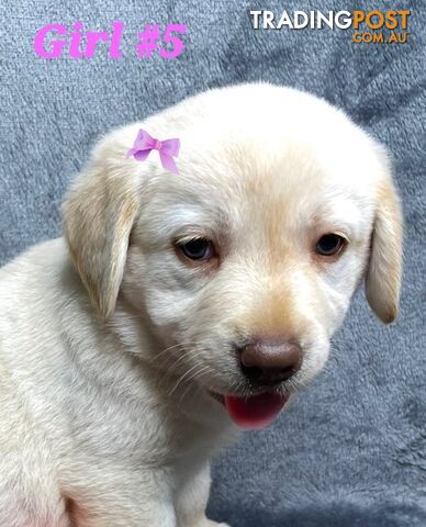 STUNNING PUREBRED LABRADOR PUPPIES 