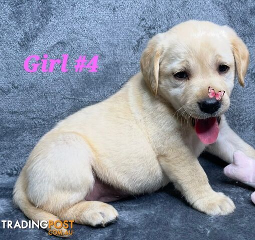 STUNNING PUREBRED LABRADOR PUPPIES 