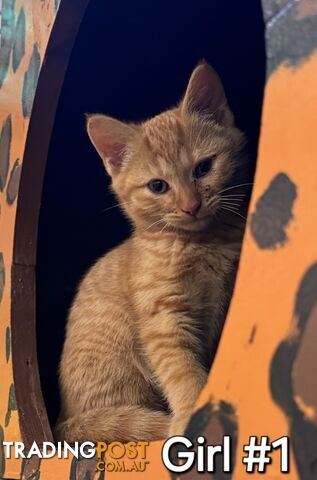 DOMESTIC SHORT HAIR KITTENS