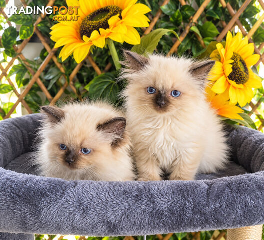 LAST BEAUTIFUL RAGDOLL GIRL - photo 2 of 3