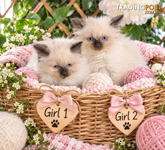 LAST BEAUTIFUL RAGDOLL GIRL - photo 3 of 3
