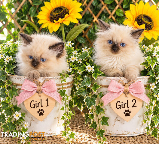 BEAUTIFUL RAGDOLL GIRLS