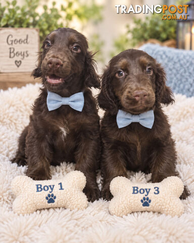 LAST 2 CHOCOLATE SPOODLE BOYS!!!