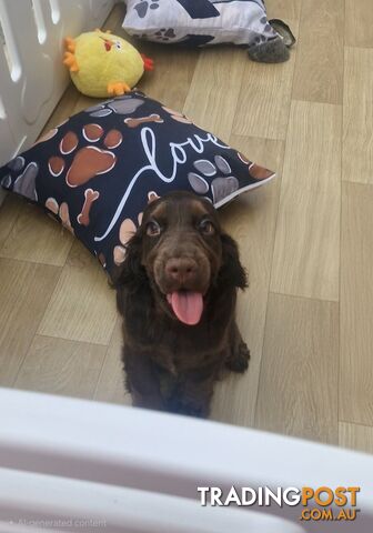 LAST BEAUTIFUL CHOCOLATE SPOODLE BOY!!
