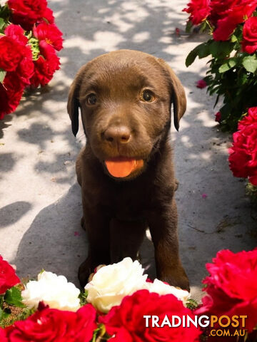 ABSOLUTELY STUNNING PUREBRED CHOCOLATE LABRADOR PUPPIES COMING SOON!!!!