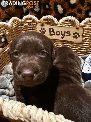 ABSOLUTELY STUNNING PUREBRED LABRADOR PUPPIES COMING SOON!!!! - photo 3 of 8
