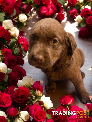 ABSOLUTELY STUNNING PUREBRED CHOCOLATE LABRADOR PUPPIES COMING SOON!!!!