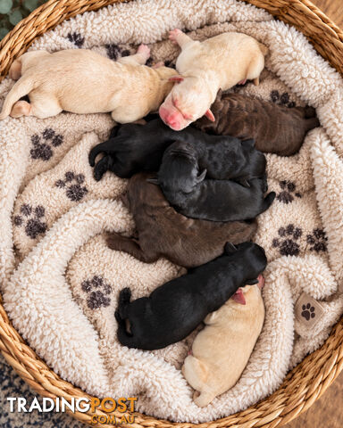 ABSOLUTELY STUNNING PUREBRED LABRADOR PUPPIES COMING SOON!!!!