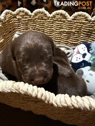 ABSOLUTELY STUNNING PUREBRED LABRADOR PUPPIES COMING SOON!!!! - photo 4 of 8