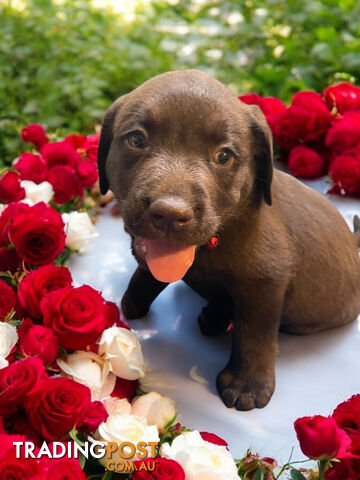 ABSOLUTELY STUNNING PUREBRED CHOCOLATE LABRADOR PUPPIES COMING SOON!!!!