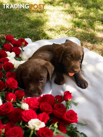 ABSOLUTELY STUNNING PUREBRED CHOCOLATE LABRADOR PUPPIES COMING SOON!!!!