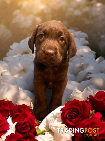 ABSOLUTELY STUNNING PUREBRED CHOCOLATE LABRADOR PUPPIES COMING SOON!!!!