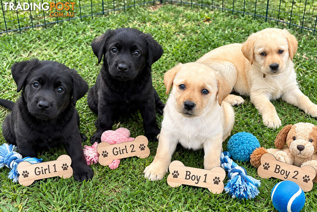 ABSOLUTELY STUNNING PUREBRED LABRADOR PUPPIES COMING SOON!!!!