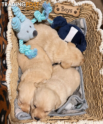 ABSOLUTELY STUNNING PUREBRED LABRADOR PUPPIES COMING SOON!!!!