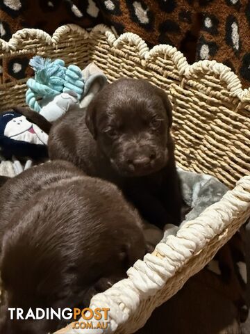 ABSOLUTELY STUNNING PUREBRED LABRADOR PUPPIES COMING SOON!!!! - photo 5 of 8