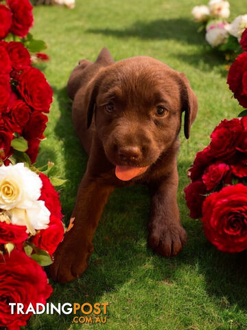 ABSOLUTELY STUNNING PUREBRED CHOCOLATE LABRADOR PUPPIES COMING SOON!!!!