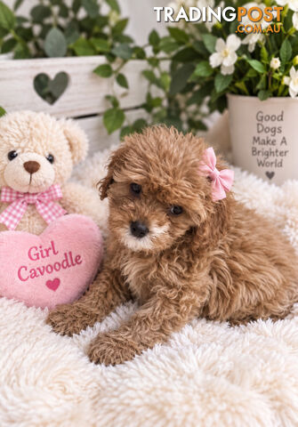 LAST 2 MINI CAVOODLE PUPPIES