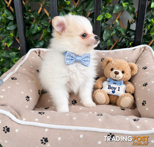 PERFECTLY PRECIOUS POMERANIAN PUPPIES