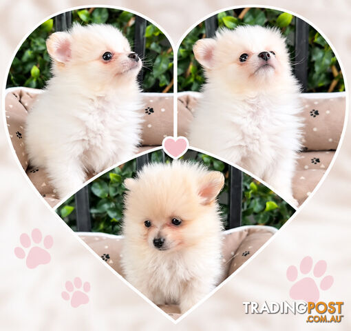 PERFECTLY PRECIOUS TEACUP POMERANIAN BOY  - photo 2 of 2