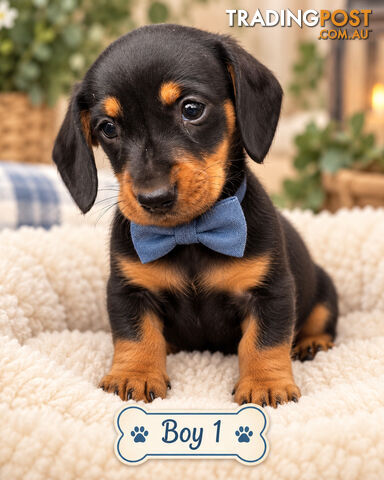 STUNNING PURBRED MINIATURE DACHSHUND PUPPIES COMING SOON!!! - photo 2 of 3