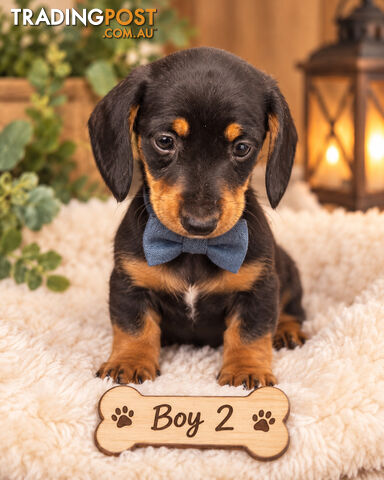 STUNNING PURBRED MINIATURE DACHSHUND PUPPIES COMING SOON!!! - photo 3 of 3