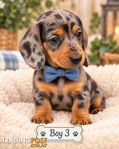 STUNNING PURBRED MINIATURE DACHSHUND PUPPIES COMING SOON!!!