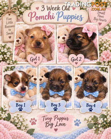 ADORABLE POCKET POMCHI PUPPIES COMING SOON!!!
